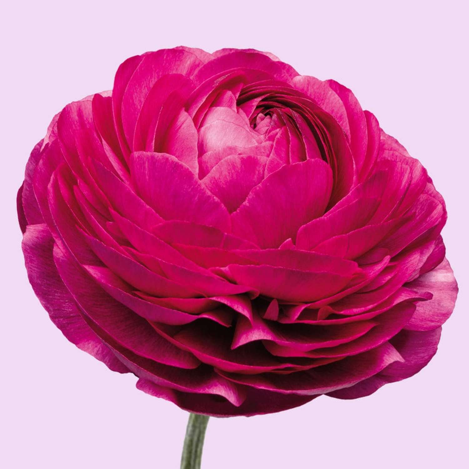 Renoncule 'Elegance Malva'